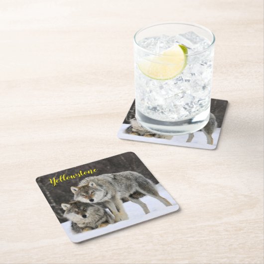 Paper Untersetzer Set-Yellowstone Wolf (Vor Ort)