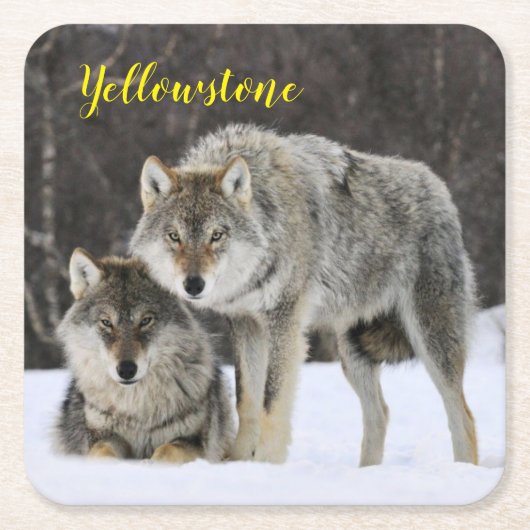 Paper Untersetzer Set-Yellowstone Wolf (Vorderseite)