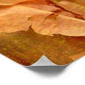 Paperbark Maple Poster (Ecke)