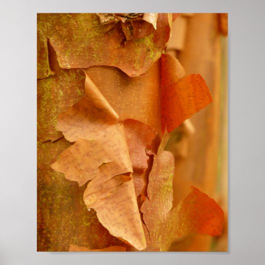 Paperbark Maple Poster (Vorne)