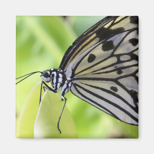 Paperkite Butterfly Magnet (Vorne)