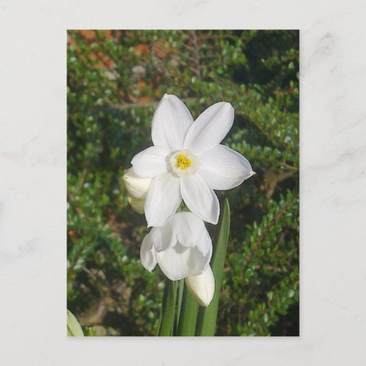 Paperweiße Postkarte (Vorderseite)