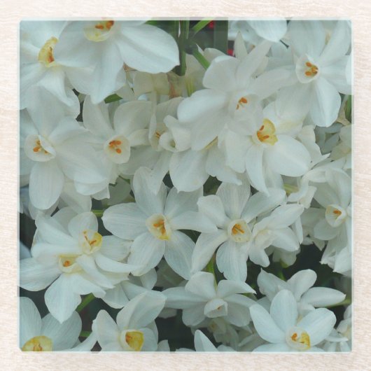 Paperwhite Narcissus Delikate Weiße Blume Glasuntersetzer (Vorderseite)