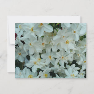 Paperwhite Narcissus Delikate Weiße Blume Karte