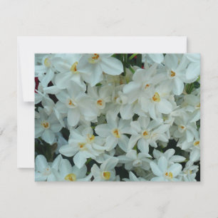 Paperwhite Narcissus Delikate Weiße Blume Karte