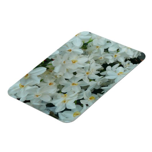 Paperwhite Narcissus Delikate Weiße Blume Magnet (Linke Seite)