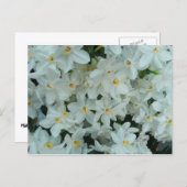 Paperwhite Narcissus Delikate Weiße Blume Postkarte (Vorne/Hinten)