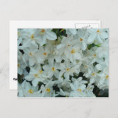 Paperwhite Narcissus Delikate Weiße Blume Postkarte (Vorne/Hinten)