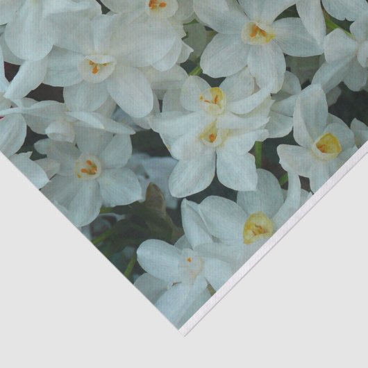 Paperwhite Narcissus Delikate Weiße Blume Seidenpapier (Ausschnitt)