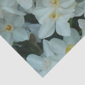 Paperwhite Narcissus Delikate Weiße Blume Seidenpapier (Detail)