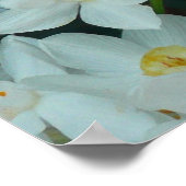 Paperwhite Narcissus Print Poster (Ecke)