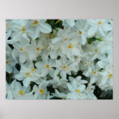 Paperwhite Narcissus Print Poster (Vorne)