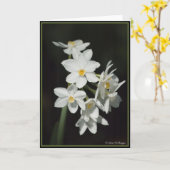 Paperwhite Narzisse Karte (Gelbe Blume)