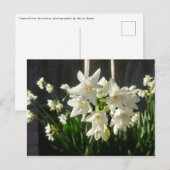 Paperwhites Narcissus Postkarte (Vorne/Hinten)