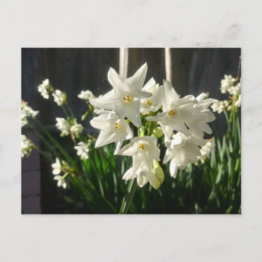 Paperwhites Narcissus Postkarte (Vorderseite)