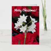 Paperwhites und Red Poinsettias Floral (Vorderseite)