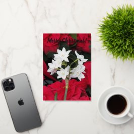 Paperwhites und Red Poinsettias Floral