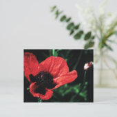 Papery Red Poppy Postkarte (Stehend Vorderseite)