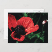 Papery Red Poppy Postkarte (Vorne/Hinten)
