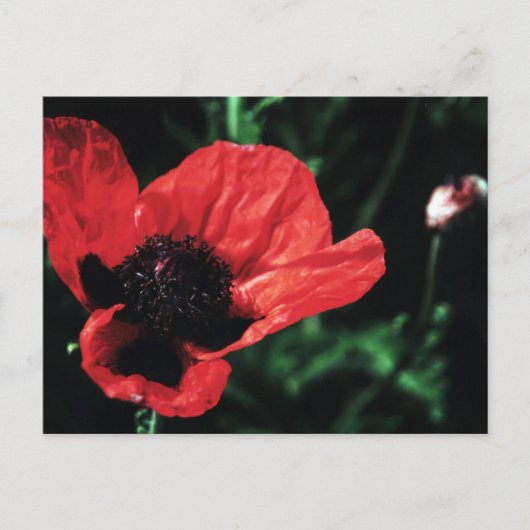 Papery Red Poppy Postkarte (Vorderseite)