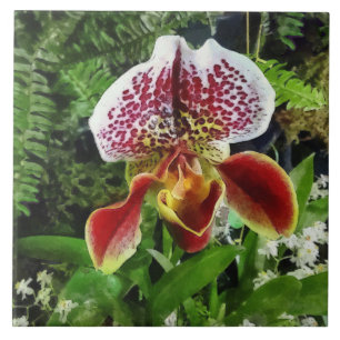 Paph Fiordland Sunset Orchid Fliese