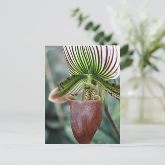 Paphiopedilum-Damenschuh-Blume Postkarte (Stehend Vorderseite)