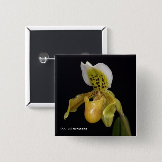 Paphiopedilum Exul Button (Vorne & Hinten)