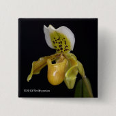 Paphiopedilum Exul Button (Vorderseite)