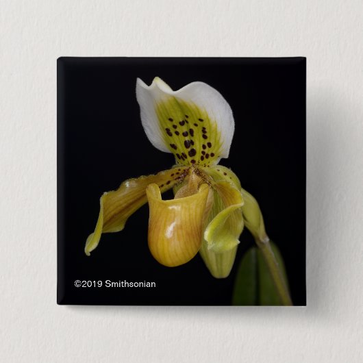 Paphiopedilum Exul Button (Vorderseite)