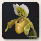 Paphiopedilum Exul Getränkeuntersetzer (Vorderseite)