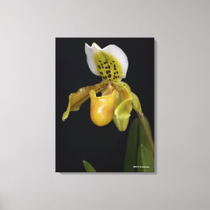 Paphiopedilum Exul Leinwanddruck