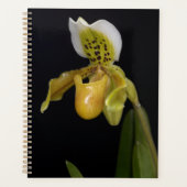 Paphiopedilum Exul Planer (Vorderseite)