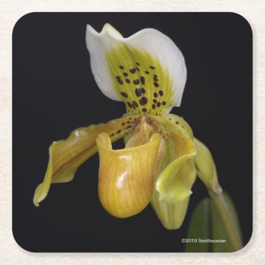 Paphiopedilum Exul Rechteckiger Pappuntersetzer (Vorderseite)