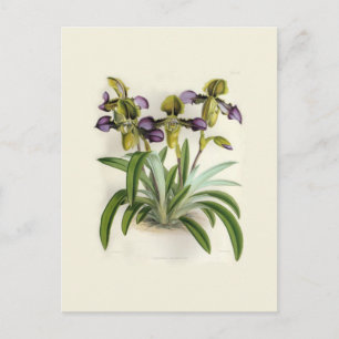 Paphiopedilum hirutissimum von W H Fitch Postkarte