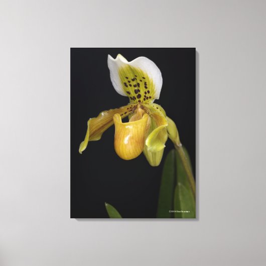 Paphiopedilum Leinwanddruck (Vorderseite)