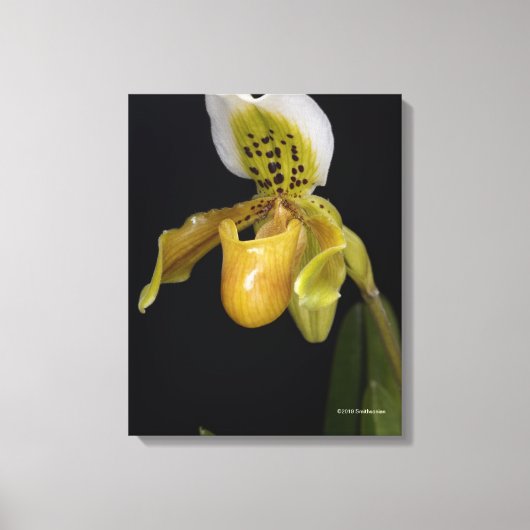 Paphiopedilum Leinwanddruck (Vorderseite)