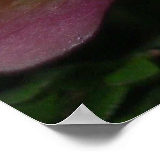 Paphiopedilum Orchid Poster (Ecke)