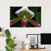 Paphiopedilum Orchid Poster (Heimbüro)