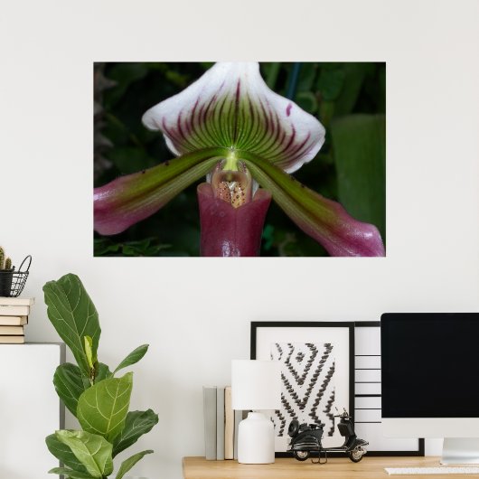 Paphiopedilum Orchid Poster (Heimbüro)