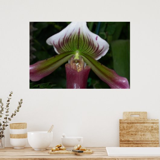 Paphiopedilum Orchid Poster (Küche)