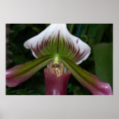 Paphiopedilum Orchid Poster (Vorne)