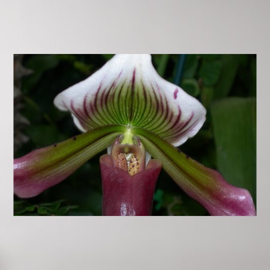 Paphiopedilum Orchid Poster (Vorne)