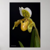 Paphiopedilum Poster (Vorne)