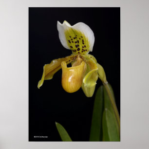 Paphiopedilum Poster