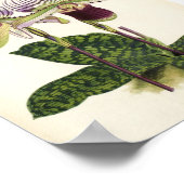Paphiopedilum Poster (Ecke)