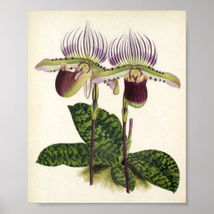 Paphiopedilum Poster
