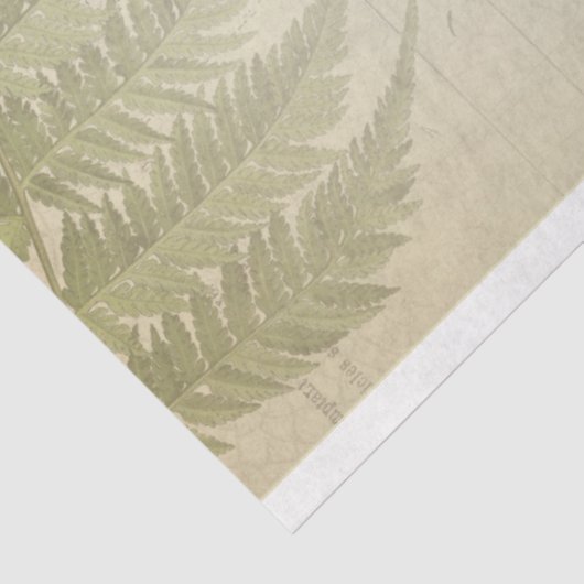 Papier für Schreibmaschinen-Möbel (Ausschnitt)