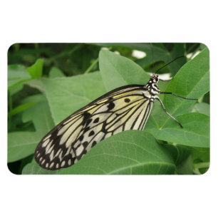 Papier Kite Butterfly Macro Flexi Magnet