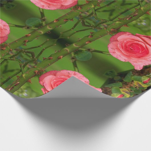 Papier mit rosa Rosen Geschenkpapier (Ecke)