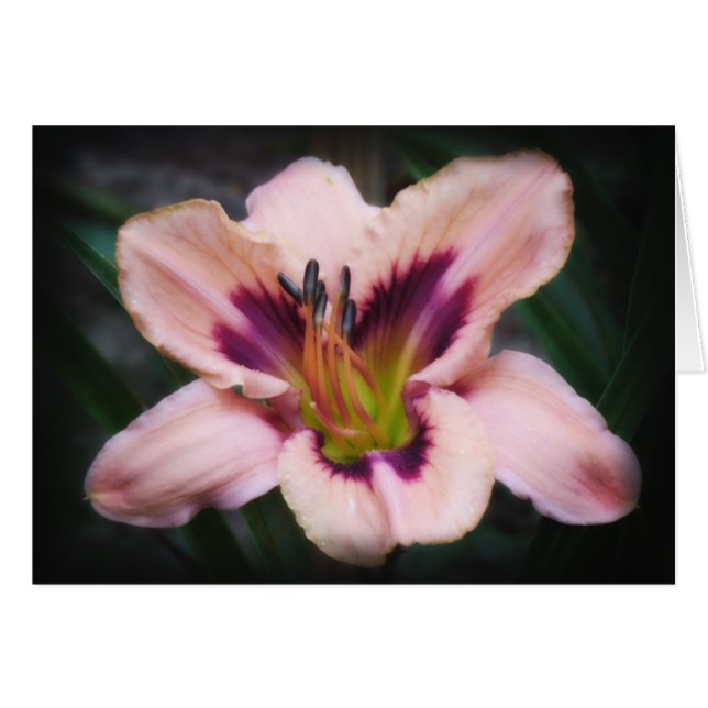 Papier-Schönheit (Vorderseite (Horizontal))